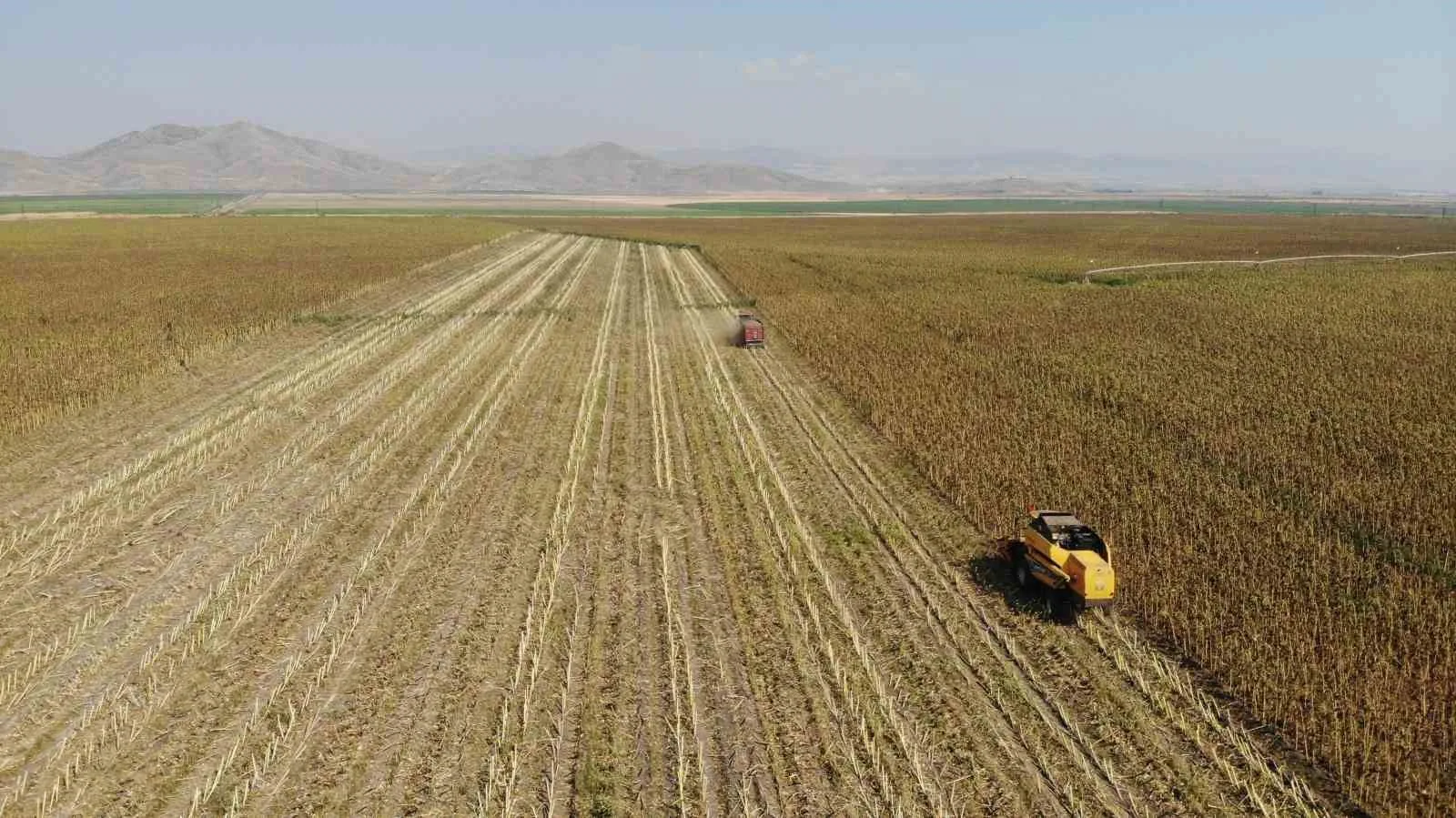 Kahramanmaraş’ta çerezlik ve yağlık ayçiçeği hasadı