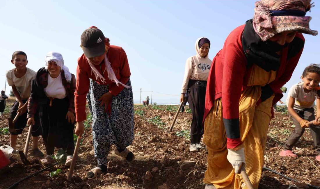 KAHRAMANMARAŞ’TA SARIMSAK HASADINDAN SONRA