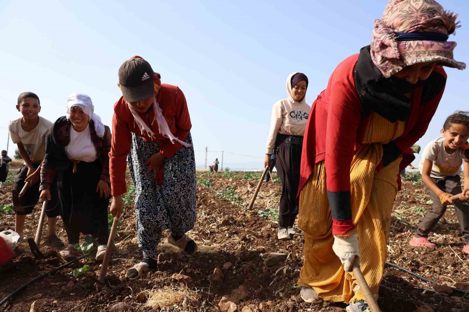 Kahramanmaraş’ta hasadın tamamlandığı tarım arazileri ikinci ürünle buluşturuluyor