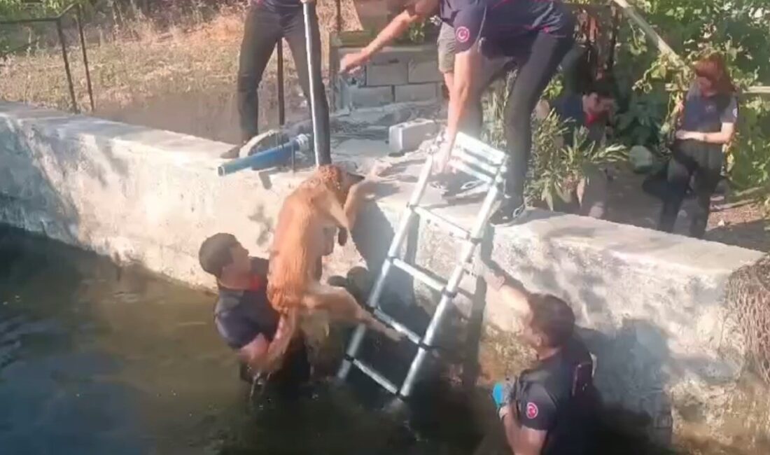 KAHRAMANMARAŞ'TA BİR KÖPEK DÜŞTÜĞÜ