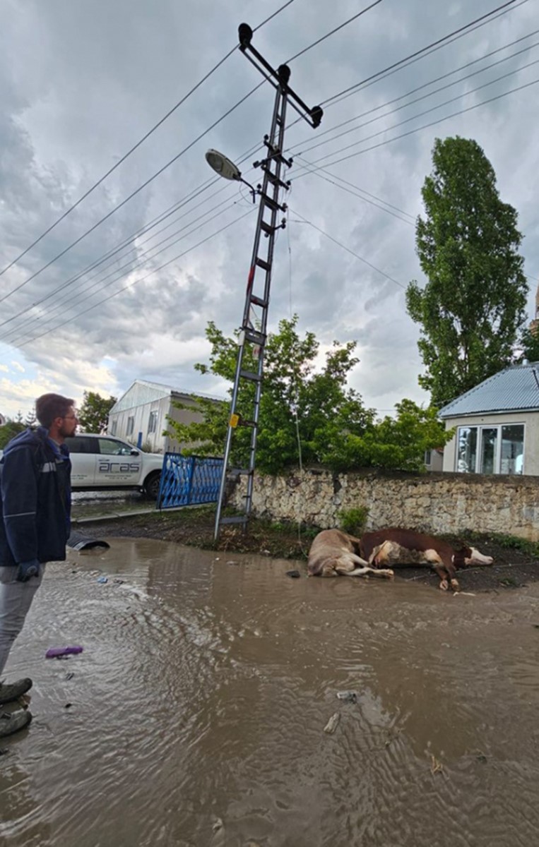 Kars’ta elektrik akımına kapılan 2 büyükbaş hayvan telef oldu