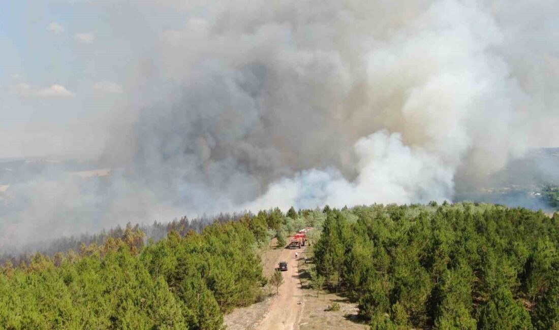 KASTAMONU'DA ÇIKAN ORMAN YANGININA