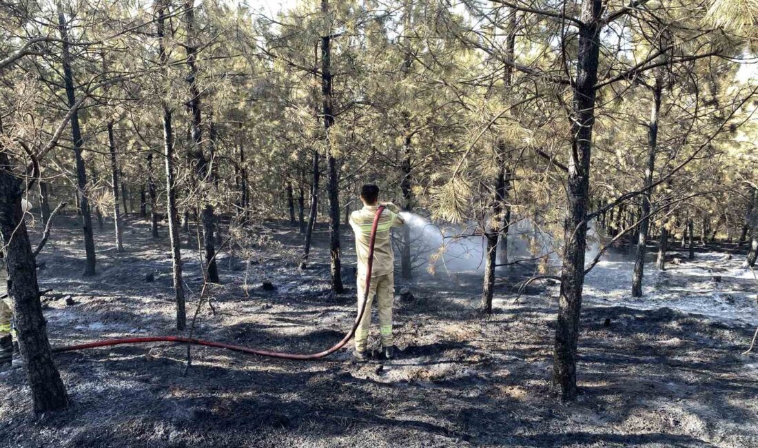 KASTAMONU'DA ÇIKAN ORMAN YANGINI