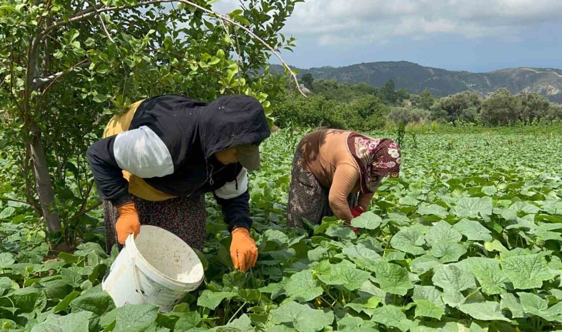 HATAY'DA HASADI YAPILMAYA BAŞLANAN