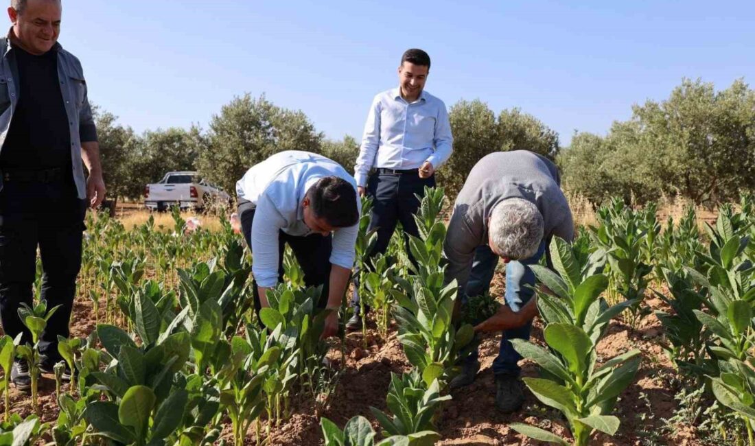 AYDIN'IN KARACASU İLÇESİNDE, KAYMAKAM