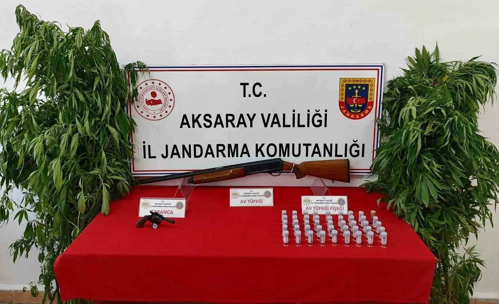 Kenevir yetiştirip uyuşturucu ticareti yapan 3 şahıs operasyonla yakalandı