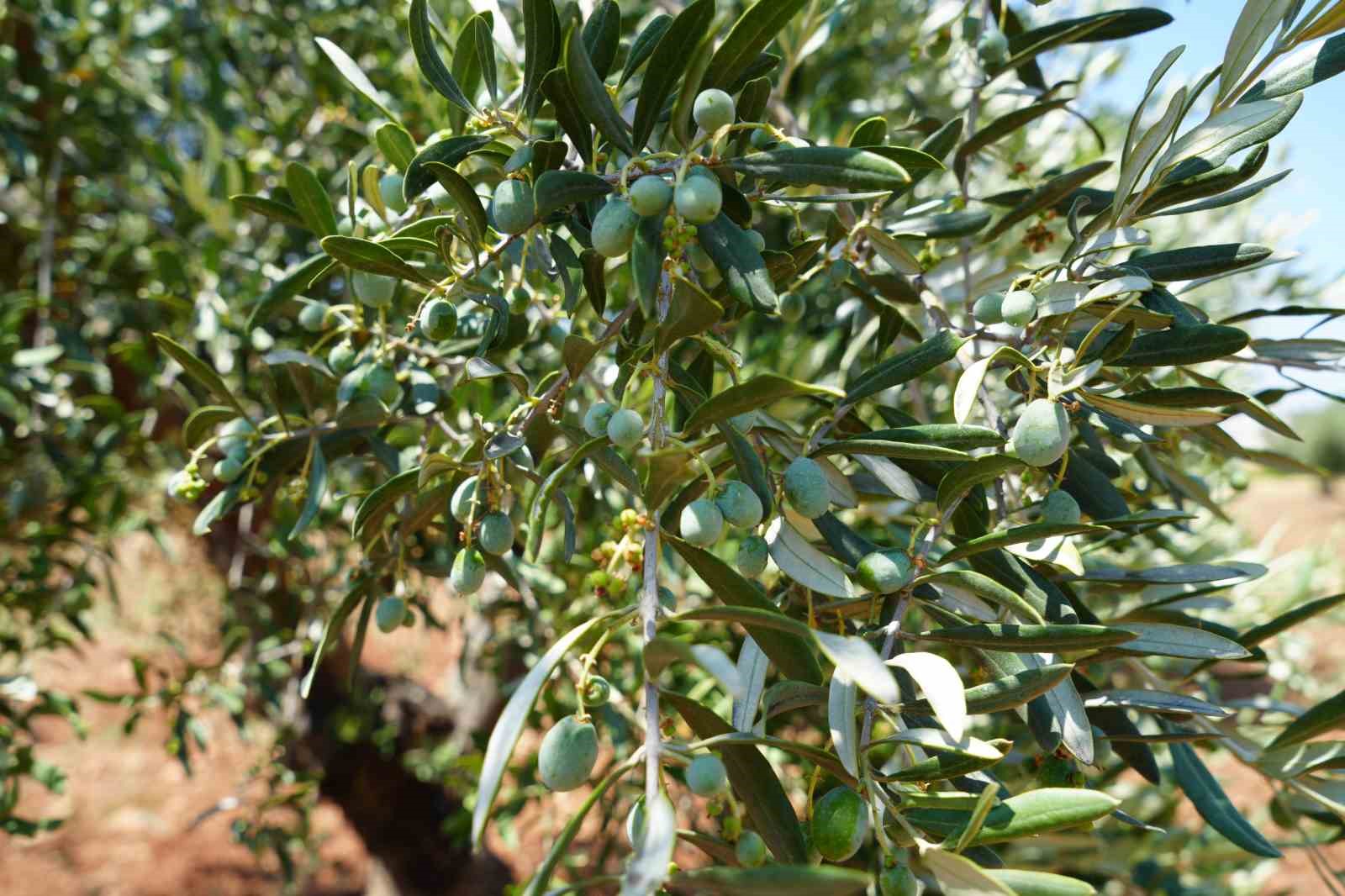 Kilis’te zeytin ve zeytinyağında yüksek rekolte beklentisi üreticiyi sevindirdi