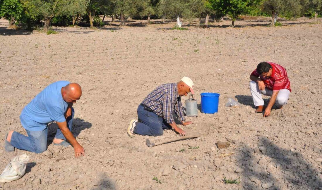 AĞUSTOS AYINDA HASADI YAPILACAK