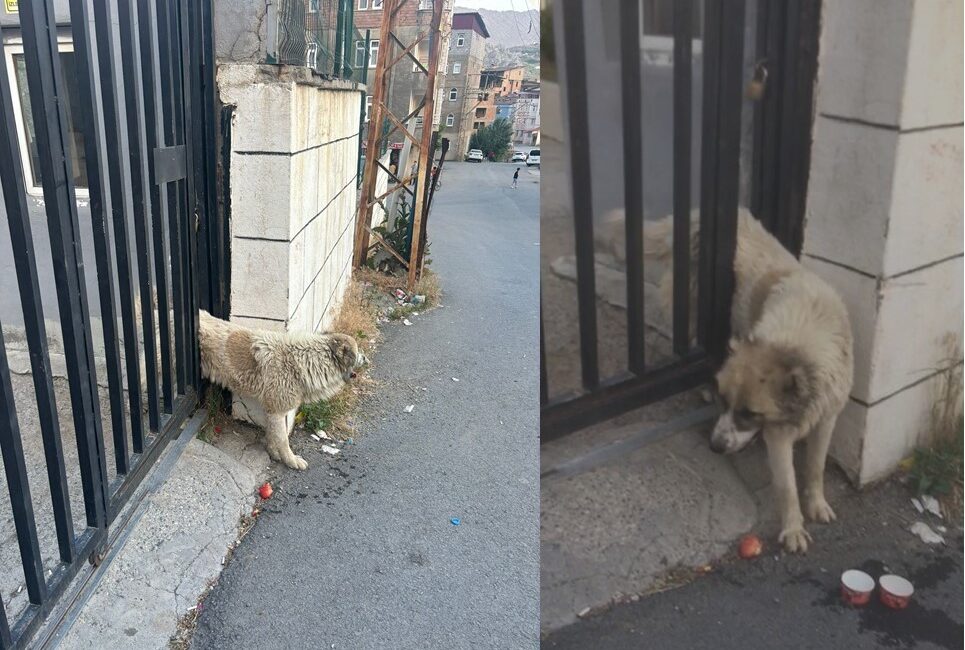 HAKKARİ’DE DEMİR KORKULUKLARA SIKIŞAN