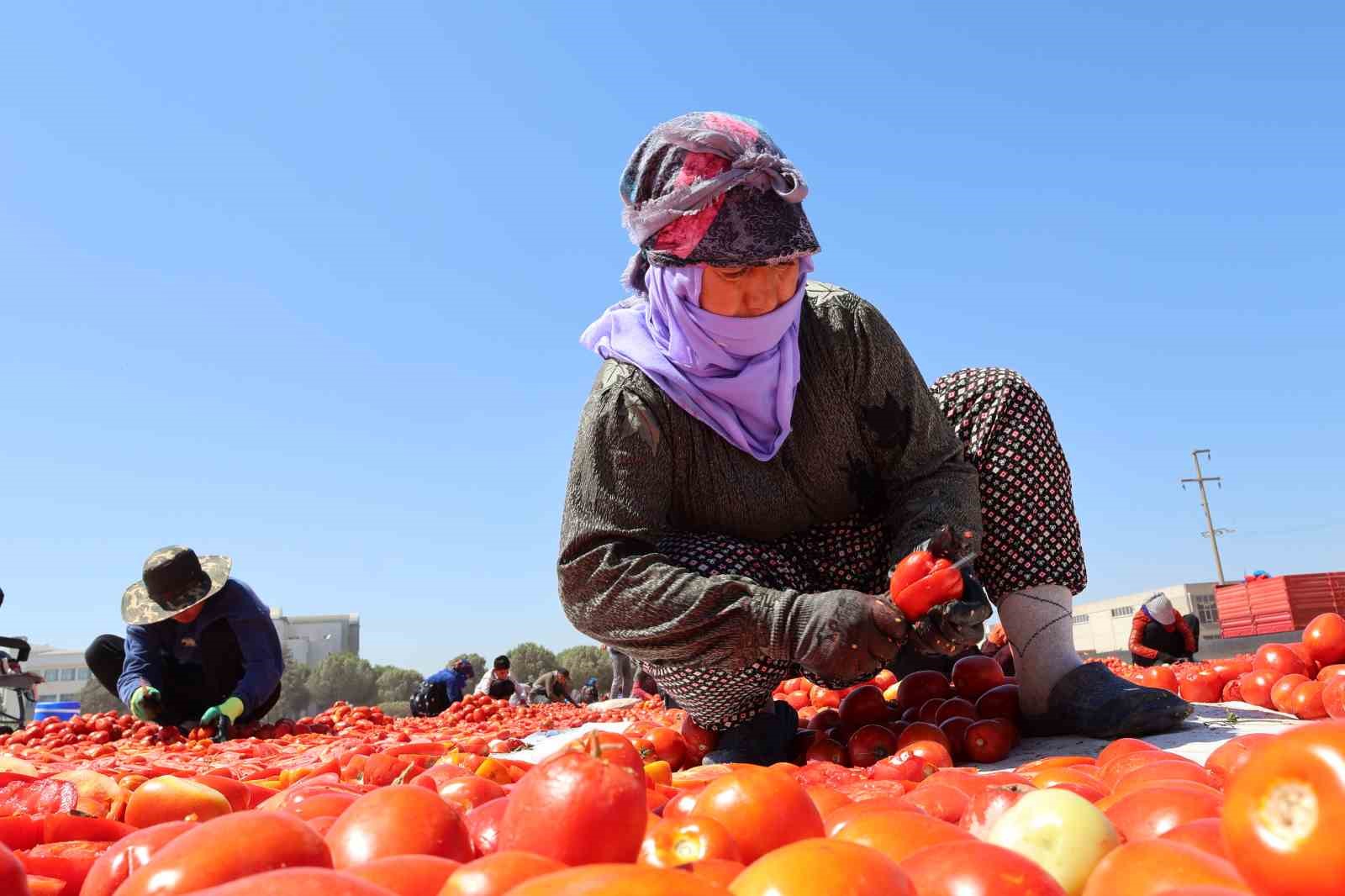 Kuru domatesler ilk 6 ayda 63 milyon dolar ihraç edildi, hedef 100 milyon dolar