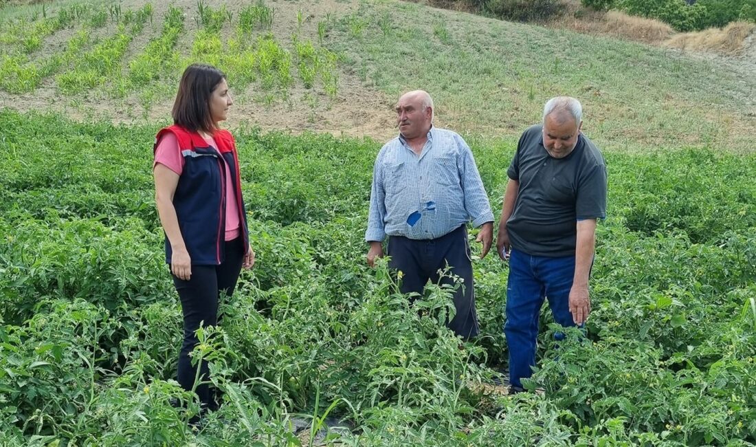 TARIM ARAZİLERİNİN KULLANIMININ ETKİNLEŞTİRİLMESİ