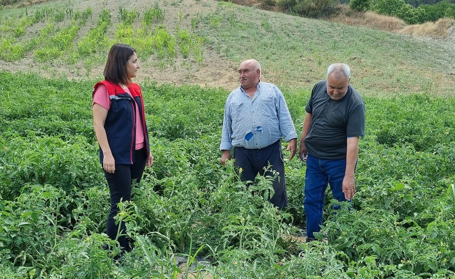 Kuyucak’ta proje kapsamında dağıtılan domates fideleri kontrol edildi