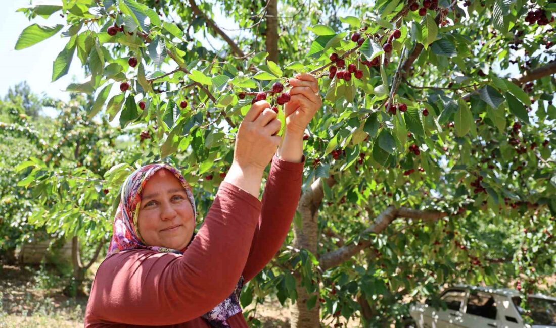 ADANA’NIN TOROSLARINDA DOĞASI, KELEBEKLERİ,