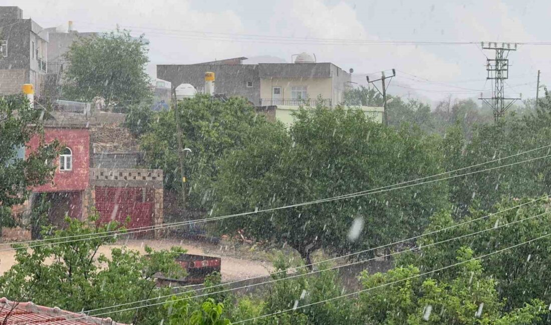 MARDİN'DE TEMMUZ AYINDA FINDIK