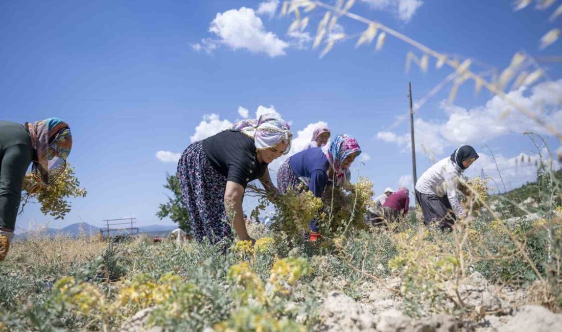 MERSİN'İN GÜLNAR İLÇESİNDE, 'YEREL