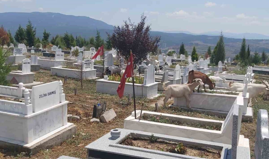 KARABÜK’TE MEZARLIKLAR KÜÇÜKBAŞ HAYVANLARIN