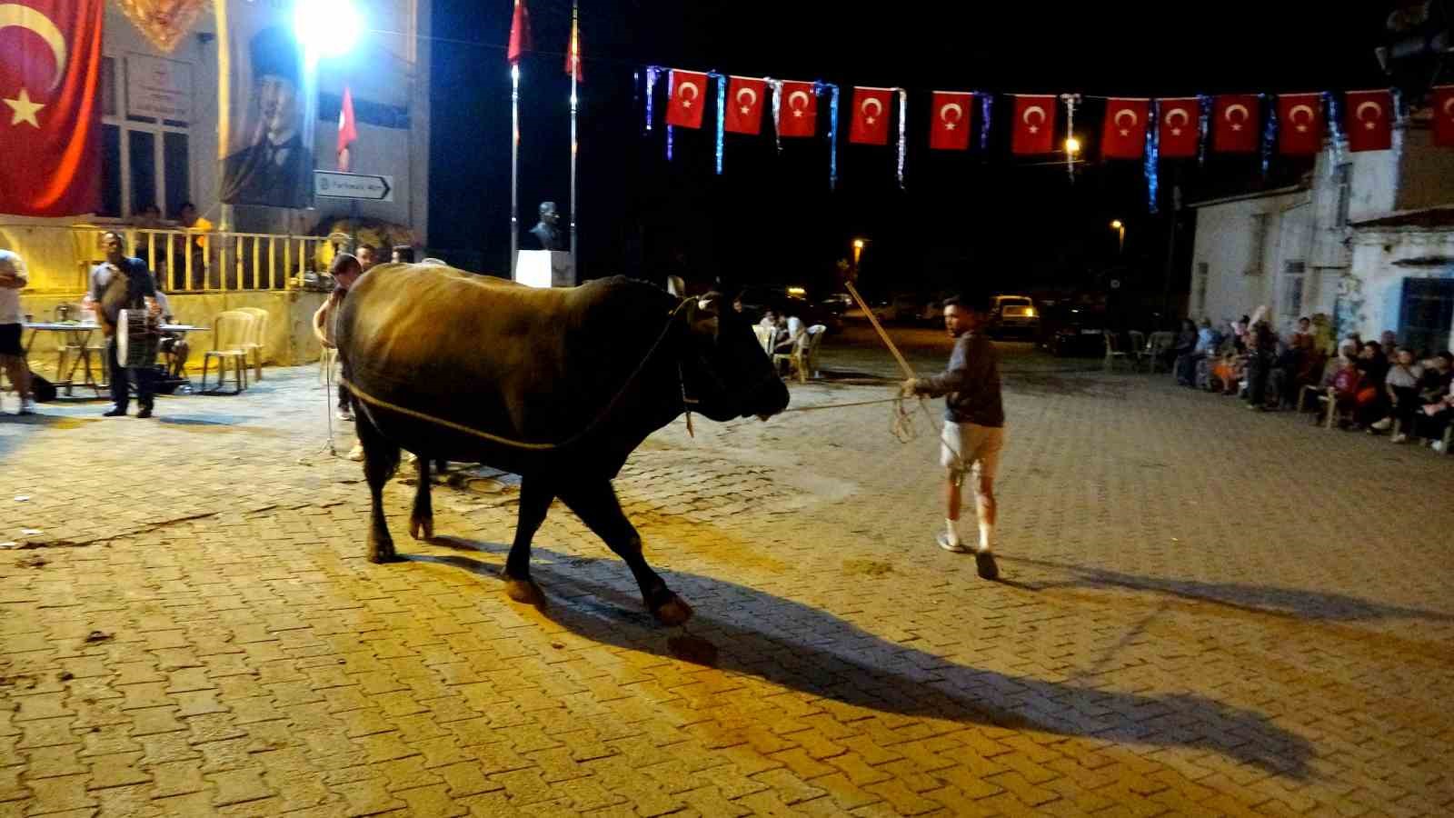 Muğla’da boğalar güreş öncesi görücüye çıkarıldı