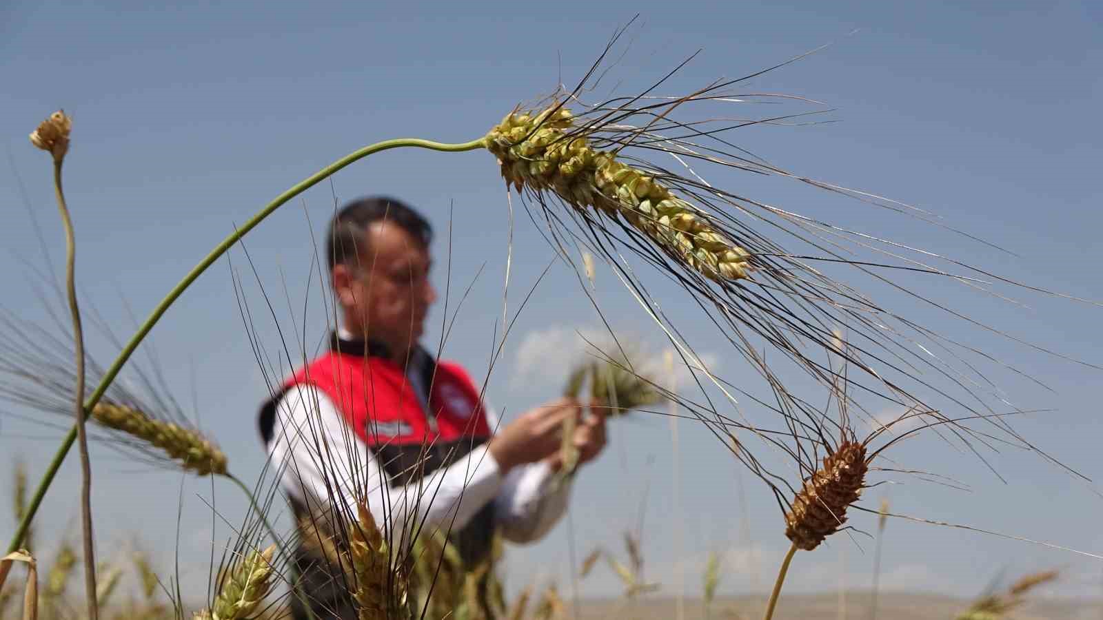 Muş’ta ilk defa ekimi yapılan ata tohumu buğdaydan yüksek verim bekleniyor