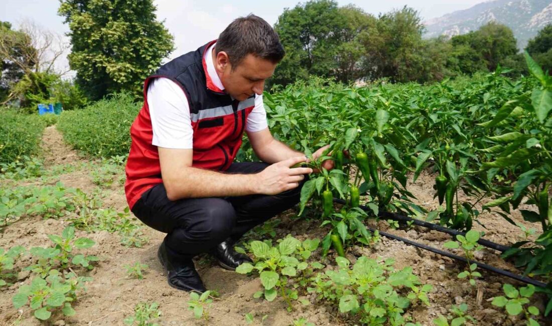 VALİ YILMAZ, TAKEP PROJESİNDE