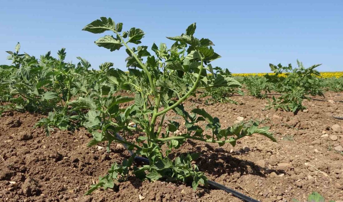 ÇANAKKALE'NİN, KENDİNE HAS KOKUSU