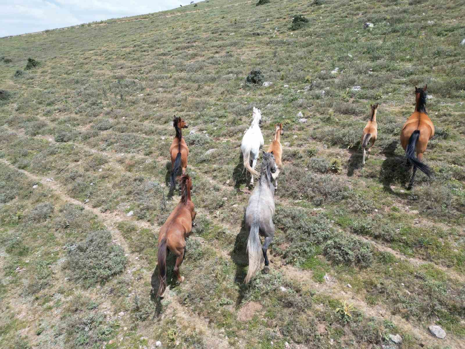 (ÖZEL) Sıcak yaz günlerinde yiyecek arayan yılkı atları havadan görüntülendi