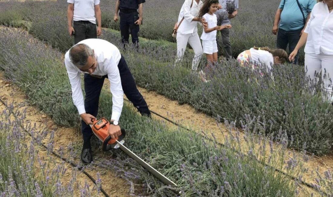 PAŞALİMANI ADASI'NDA LAVANTA HASADI