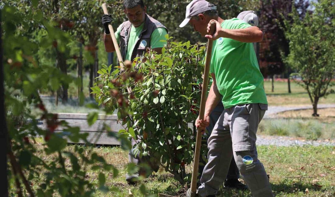 SAKARYA BÜYÜKŞEHİR BELEDİYESİ ŞEHRİN