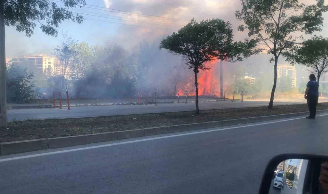 SAMSUN'DA BOŞ ARAZİDEKİ ÇALILIK