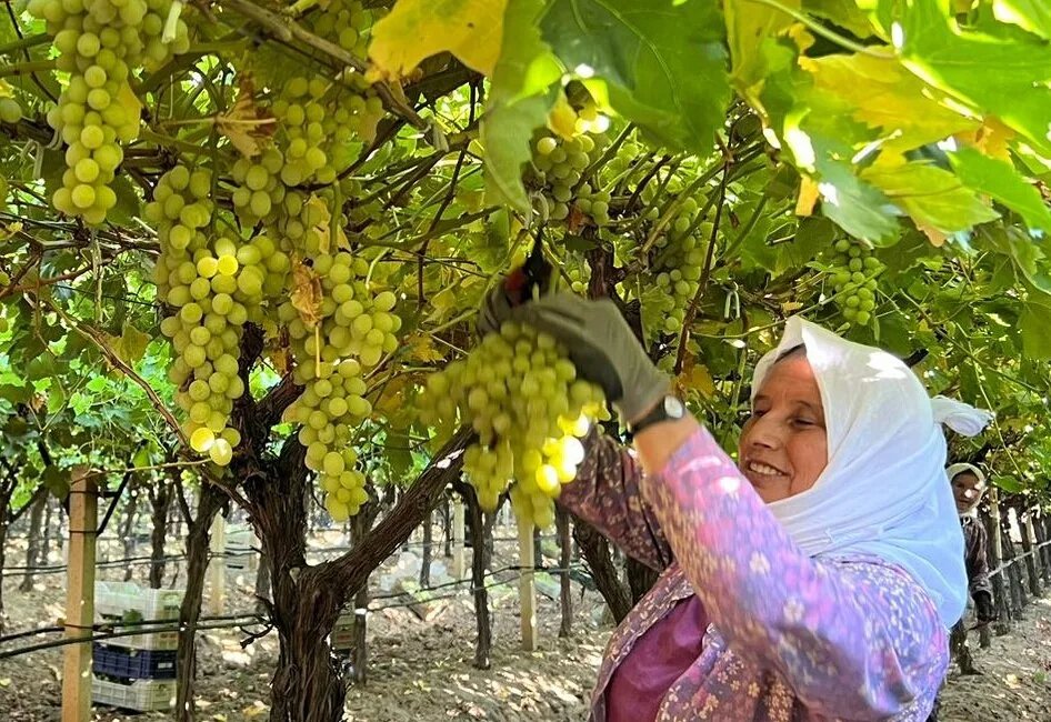 MANİSA'NIN SARIGÖL İLÇESİNDE ÜZÜM