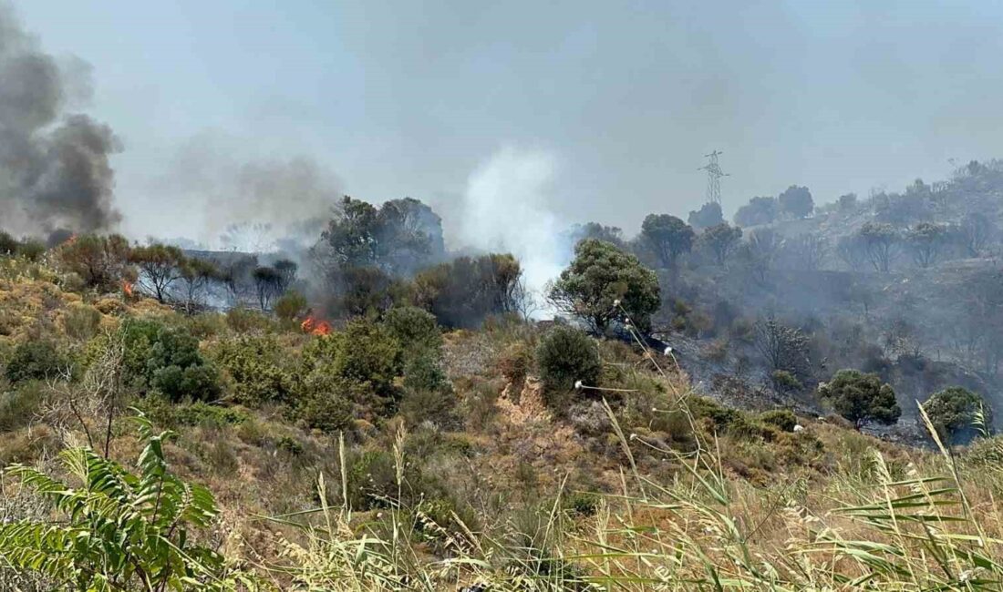 TEKİRDAĞ'IN ŞARKÖY İLÇESİNDE MAKİLİK