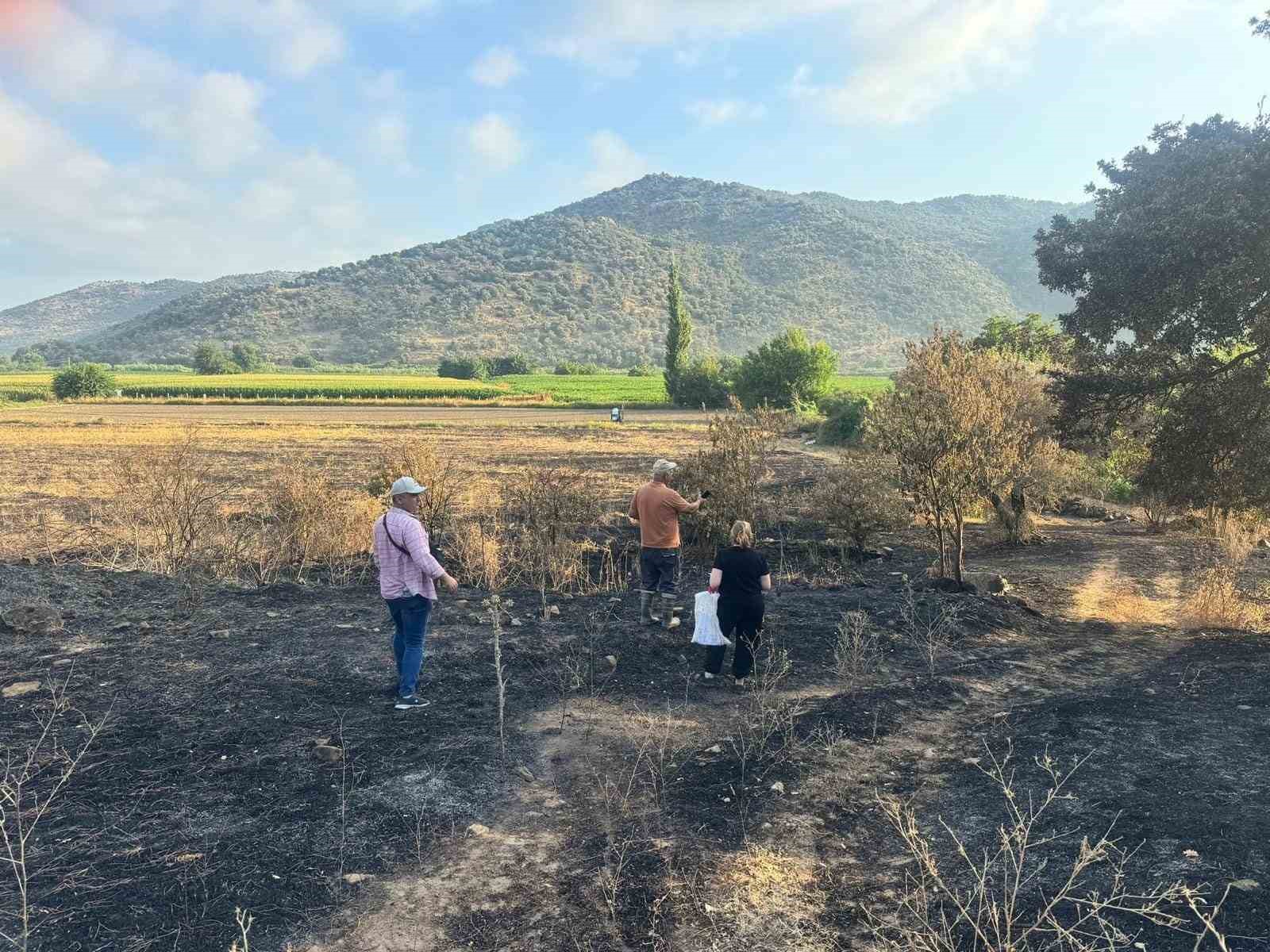 Söke’de yangından etkilenen 500 dekarlık zeytinlik alanında hasar tespiti yapıldı