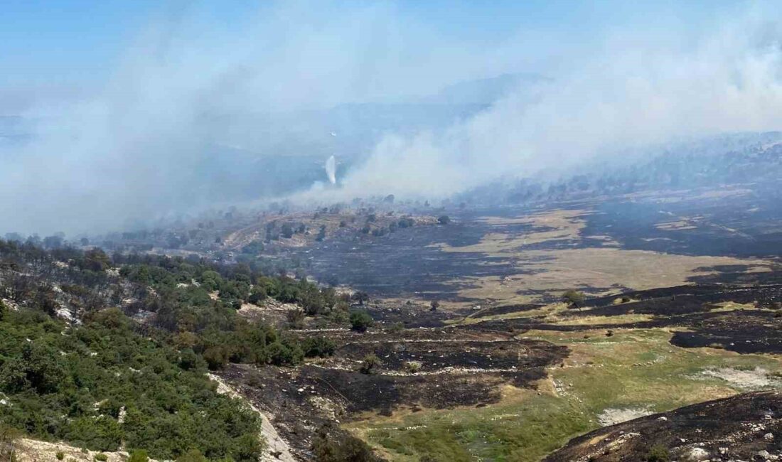 MANİSA'NIN SOMA İLÇESİNDEKİ ORMANLIK