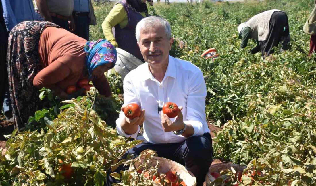 TAHMAZOĞLU ÇİFTÇİLERLE TARLADA DOMATES,