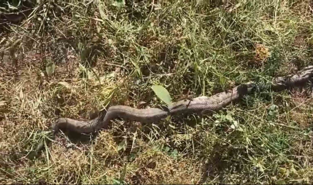 VAN'IN ÇATAK İLÇESİNDE TARLADA