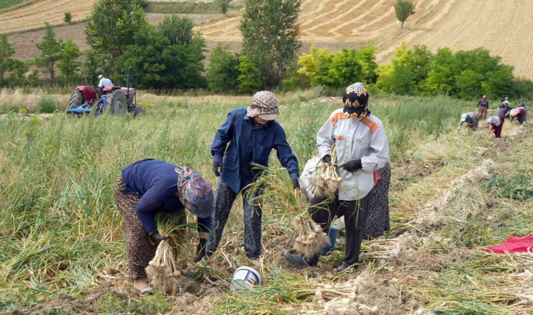 KASTAMONU’NUN TAŞKÖPRÜ İLÇESİNDE AVRUPA