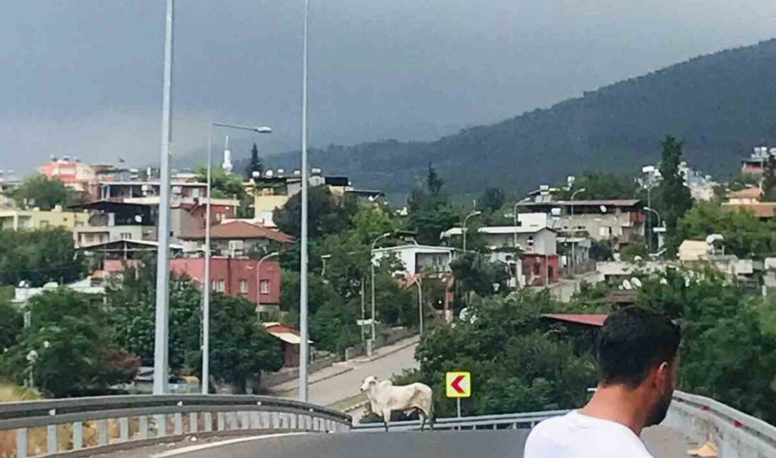 HATAY’DA TIRIN DORSESİNDEN KAÇAN