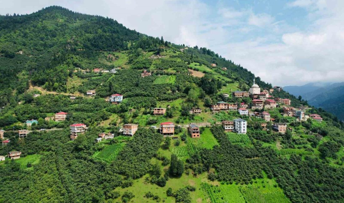 RİZE'NİN ANZER YAYLASI'NDA ÜRETİLEN