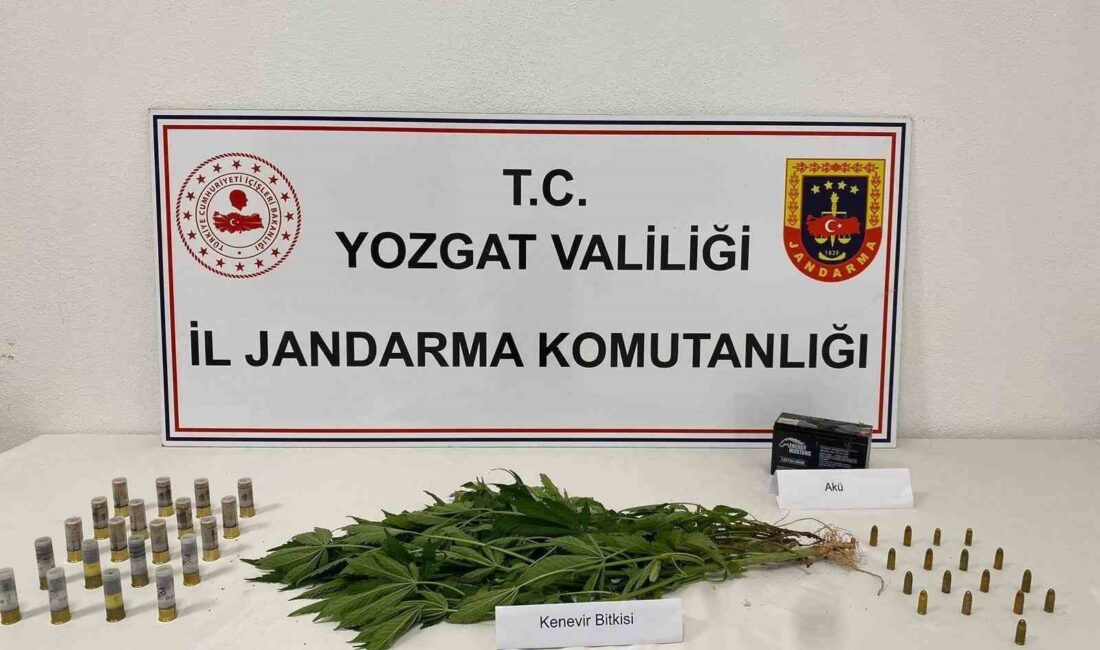 YOZGAT'TA 14 KÖK KENEVİR