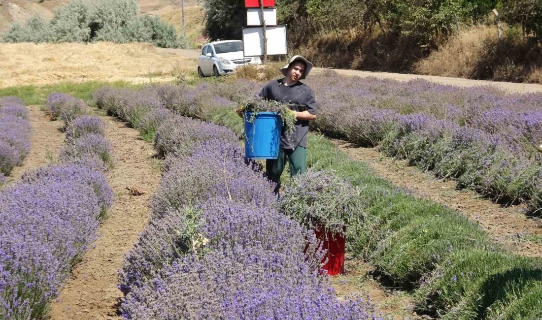 YOZGAT’TA HUBUBATA ALTERNATİF OLARAK