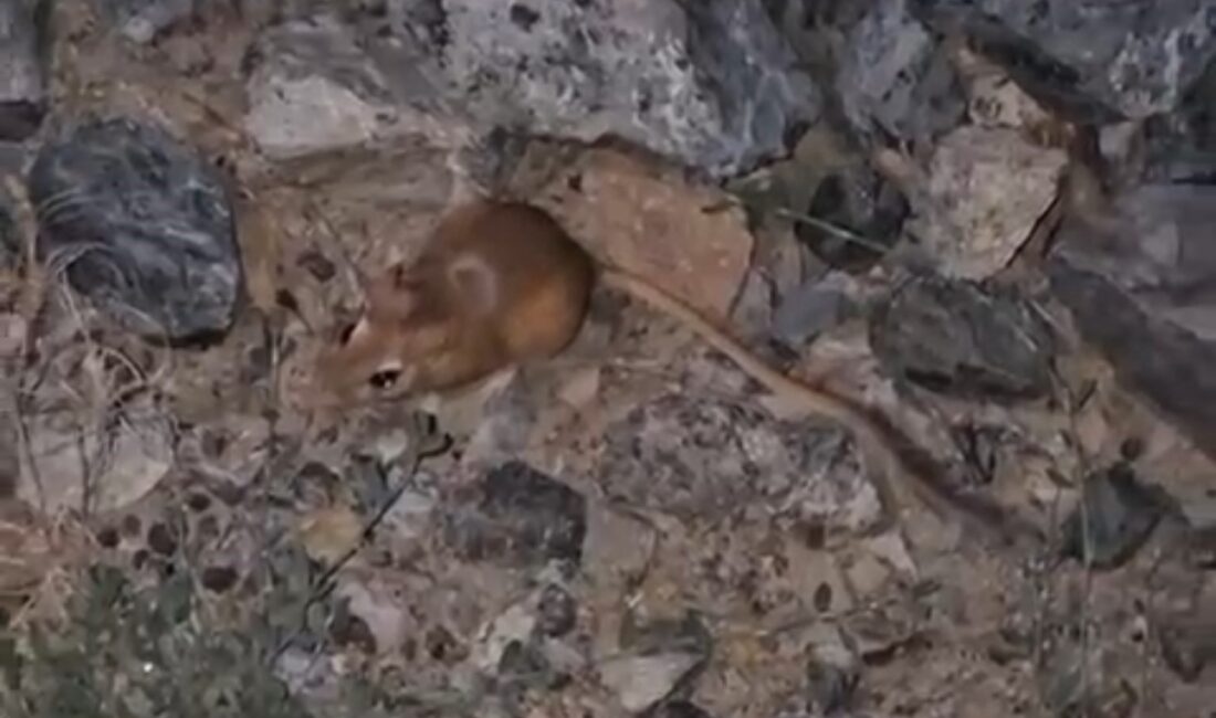 HAKKARİ’NİN YÜKSEKOVA İLÇESİNDE SU