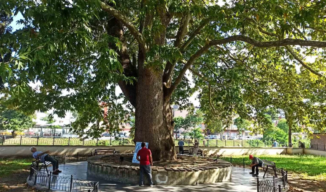 SAMSUN'UN TERME İLÇESİNDE PAZAR