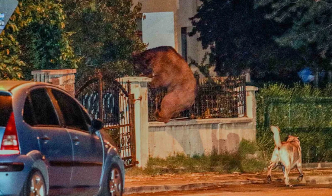 YERLEŞİM YERİNE KADAR İNEN AYI, SOĞUKSU MİLLİ PARKI MEVKİİNDE KÖPEKLERİN