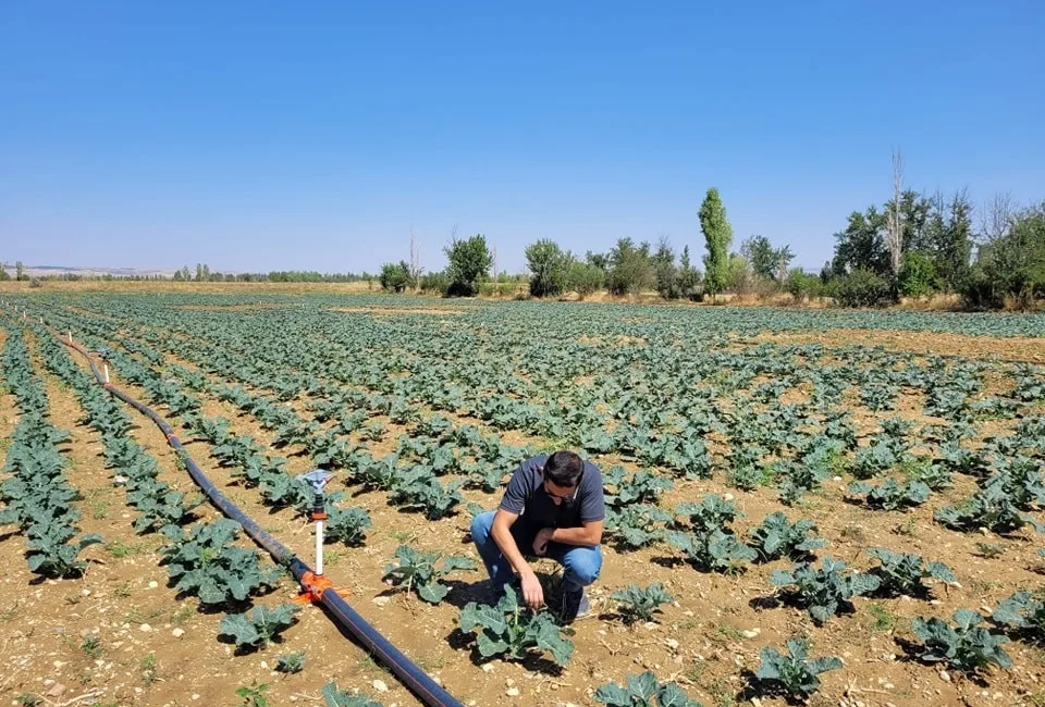 AFYONKARAHİSAR’DA BROKOLİ ALANLARI İNCELENDİ