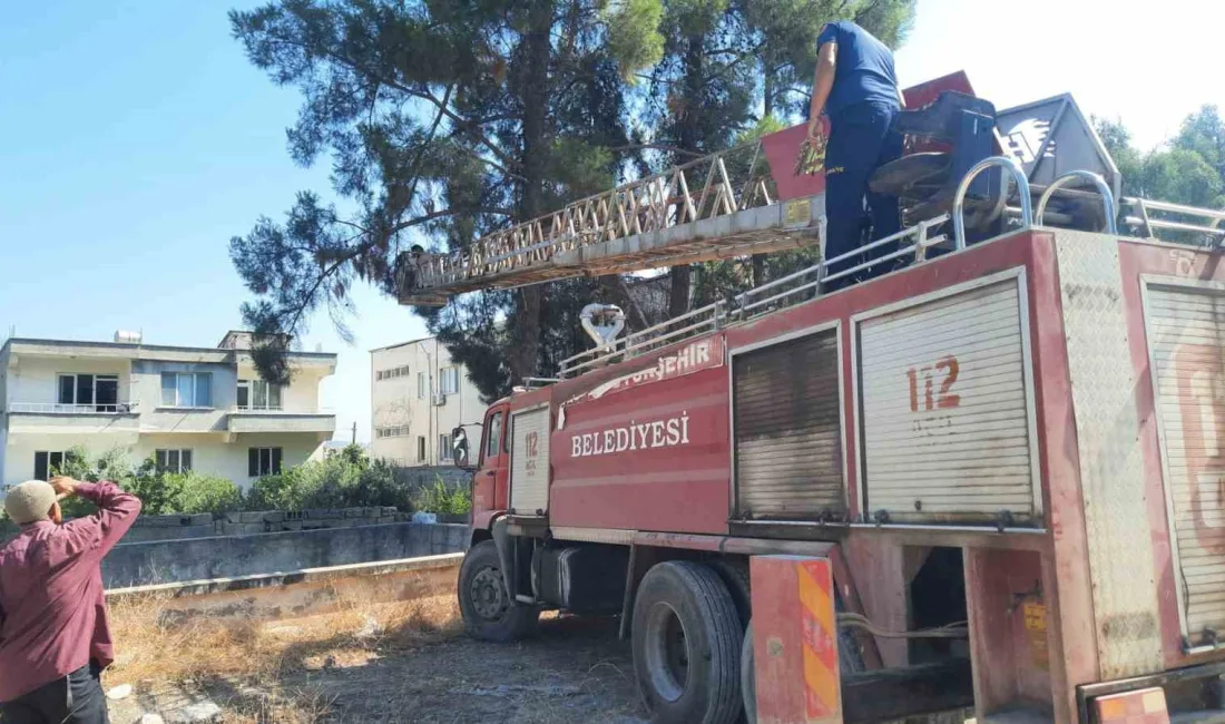 HATAY’IN HASSA İLÇESİNDE AĞAÇTA