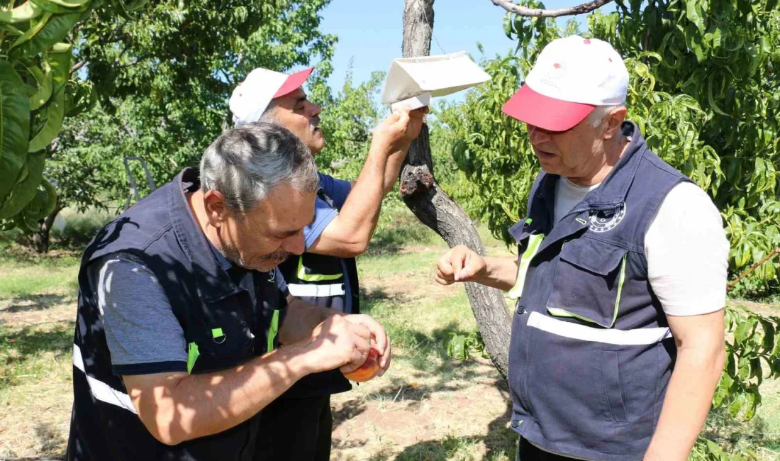 AKDENİZ SİNEĞİ ERZİNCAN’IN MEYVE