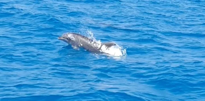 HATAY’IN İSKENDERUN KÖRFEZİNDE AMATÖR