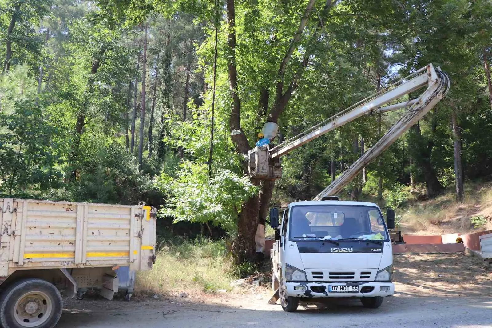 Alanya Belediyesi’nden doğa mirası ağaçlara bakım ve rehabilitasyon