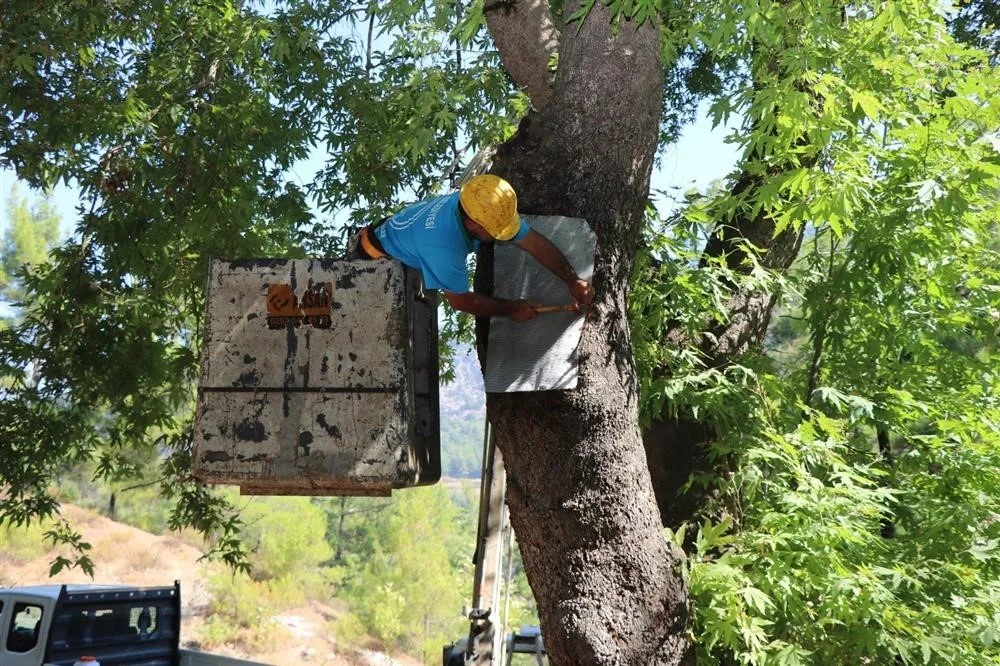 Alanya’da doğa mirası ağaçlara bakımları yapıldı