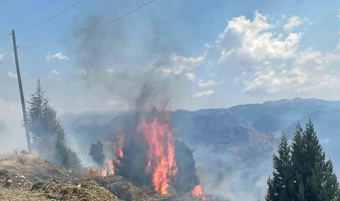 ANTALYA’NIN ALANYA İLÇESİNDE MAKİLİK