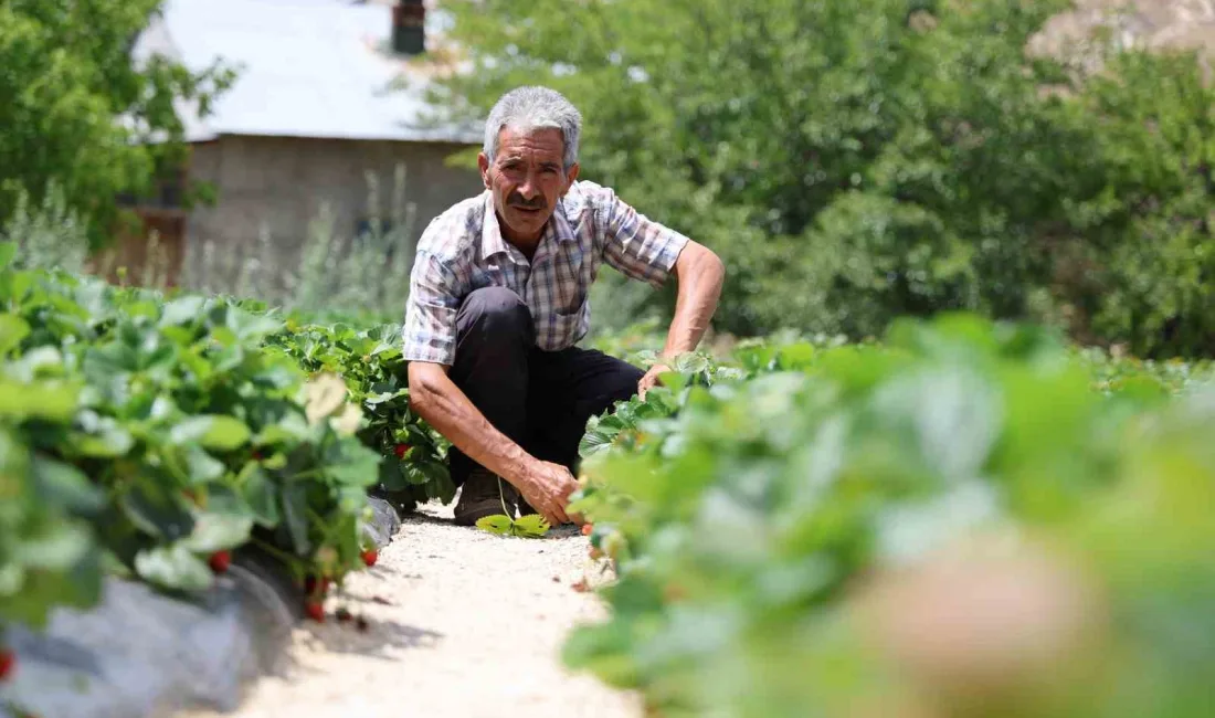 OSMAN KAYACI, ALMANYA'DA ÖĞRENDİĞİ